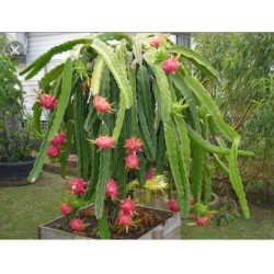 Kaktus Hylocereus undatus" v balení 10 semen