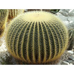 Kaktus Echinocactus grusonii" v balení 10 semen