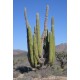 Kaktus Pachycereus pringlei" v balení 10 semen