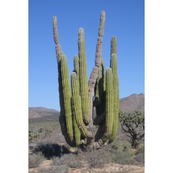 Kaktus Pachycereus pringlei" v balení 10 semen