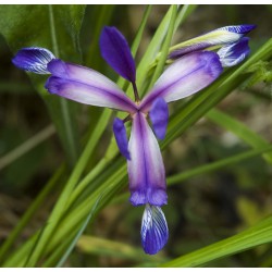 Iris trávovitý - Iris Graminea v Balení 5 semen