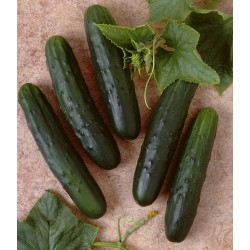 100 x semena Okurka salátová Palomar Zvýhodněná nabídka