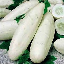 100 x semena Okurka salátová Mezzo Lungo Bianco Zvýhodněná nabídka