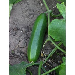 100 x semena Okurka salátová Cubit Zvýhodněná nabídka