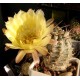 Kaktus Acanthocalycium griseum P 144 Punta Ballasto v balení 20 semen