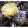 Kaktus Acanthocalycium sp. FR 148 Balení obsahuje 20 semen