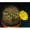 Kaktus Acanthocalycium thionanthum JB 54 El Obelisco Balení obsahuje 20 semen