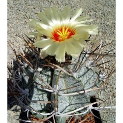 Kaktus Astrophytum niveum směs forem v balení 20 semen