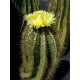 Kaktus Astrophytum ornatum v balení 20 semen