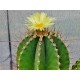 Kaktus Astrophytum ornatum var. virens Balení obsahuje 10 semen
