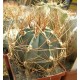 Kaktus Astrophytum senile var. aureum MZ 256 v balení 20 semen