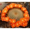 Kaktus Aylostera směs druhů v balení 20 semen