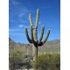 Kaktus Carnegiea gigantea v balení 20 semen