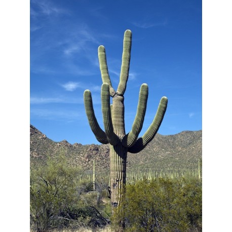 Kaktus Carnegiea gigantea v balení 20 semen