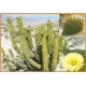 Kaktus Corryocactus brevistylus v balení 10 semen