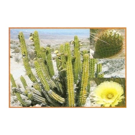 Kaktus Corryocactus brevistylus v balení 10 semen
