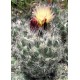 Kaktus Coryphantha durangensis Rodeo Nazas v balení 10 semen