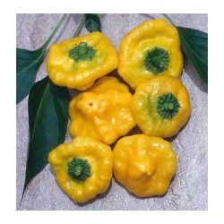 Chilli Jamaican Yellow " 10 SEMEN v balení