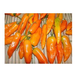 Chilli paprička Cayene pepper " Kajenský pepř " 10 SEMEN