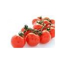 Keříčková rajčata