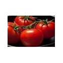 Hybridní rajčata